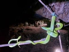 Gonyosoma boulengeri
