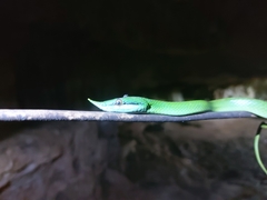 Gonyosoma boulengeri
