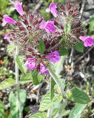 Clinopodium vulgare