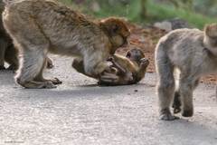 Macaca sylvanus