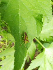 Acanthosoma haemorrhoidale