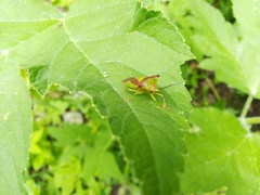 Acanthosoma haemorrhoidale