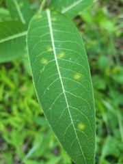 Stagonospora apocyni