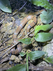 Sinomicrurus annularis