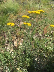 Achillea tomentosa