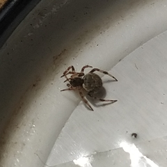 Dipoena melanogaster