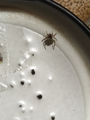 Dipoena melanogaster