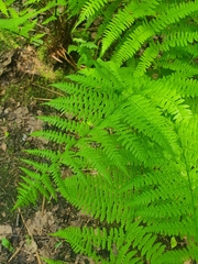 Athyrium filix-femina