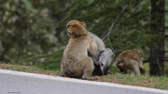 Macaca sylvanus