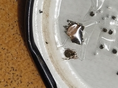 Dipoena melanogaster