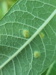 Stagonospora apocyni
