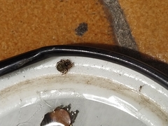 Dipoena melanogaster