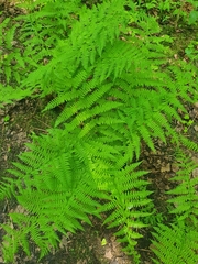 Athyrium filix-femina