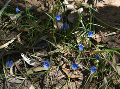 Commelina agrostophylla