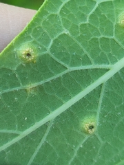 Stagonospora apocyni