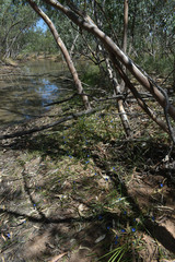 Commelina agrostophylla