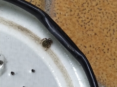 Dipoena melanogaster