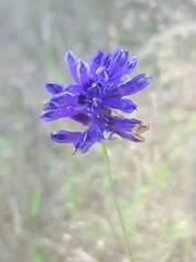 Burmannia