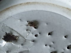 Dipoena melanogaster