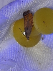 Dichrorampha bittana