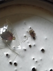 Dipoena melanogaster