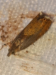 Dichrorampha bittana