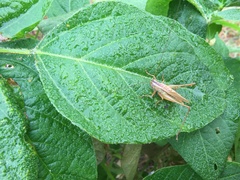 Conocephalus exemptus