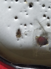 Dipoena melanogaster