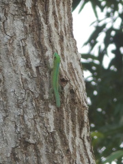 Phelsuma robertmertensi