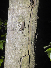 Aegolipton marginale