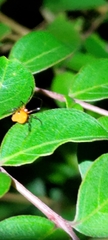 Argyrodes miniaceus