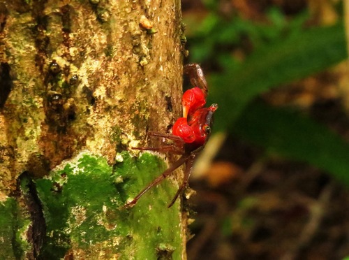 Scandarma gracilipes