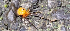 Argyrodes miniaceus