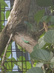 Phelsuma robertmertensi