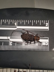 Monochamus alternatus
