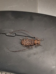 Monochamus alternatus