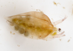 Daphniidae
