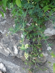 Fabaceae