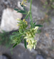 Fabaceae
