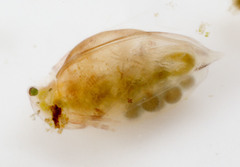 Daphniidae
