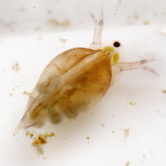Daphniidae
