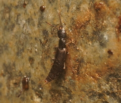 Cafius catenatus