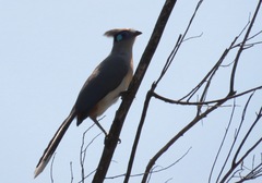 Coua cristata