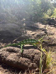 Furcifer pardalis