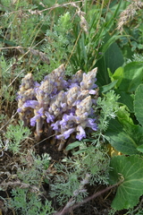 Phelipanche caesia