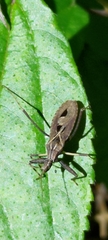 Oncocephalus pudicus