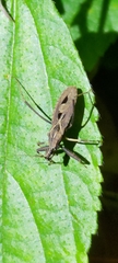 Oncocephalus pudicus