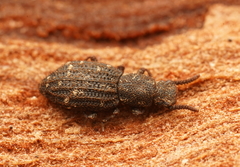 Docalis funerosus