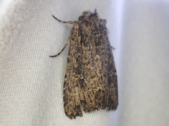 Dasygaster nephelistis