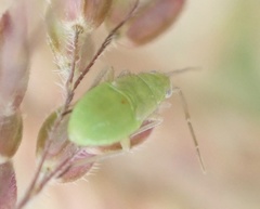 Plagiognathus arbustorum